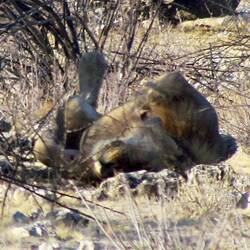 🦁 auf dem Rücken 😂