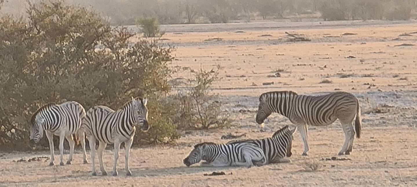Die ersten Zebras 🦓 in der Morgensonne