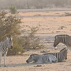 Die ersten Zebras 🦓 in der Morgensonne