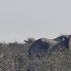 Erster Elefant 🐘 🤩