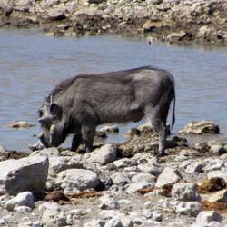 Warzenschwein oder "Pumba"😉