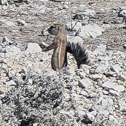 Erdhörnchen (Ground Squirrel)