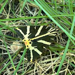 Laut Google "Der Russische Bär, auch Spanische Flagge genannt"