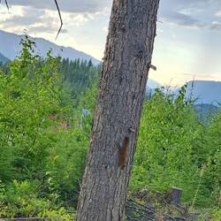 Ein Eichhorn. Eines von drei Arten, die es hier gibt.