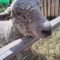 Das Bild ist irgendwie unschaf (hihi, sorry@Kelly 😁)