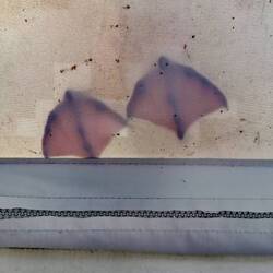 Preisfrage: what is it?