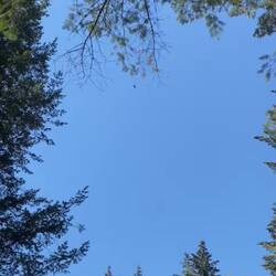 Weißkopfseeadler kreisen