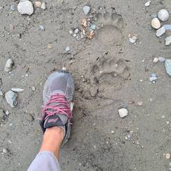 Bärentatzen am Ufer