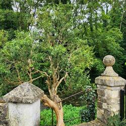 Tree fully rooted in the brook's rock wall