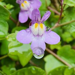 Rain kisses mini flower