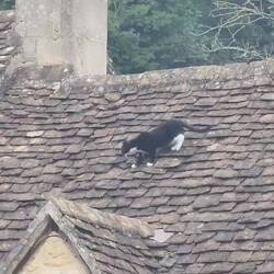 Cats on roof. (double speed) 😻