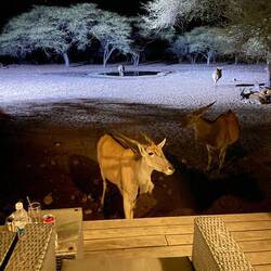 Eland vor der Beobachtungslounge