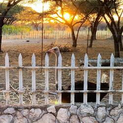 Strauße vor dem Zimmerfenster 😁