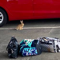 Cute Bunny at the bus stop leaving Dresden