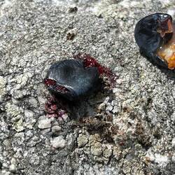 Und auch innen unterschiedlich, wachsen oft direkt nebeneinander, Rauschbeeren sind leicht giftig