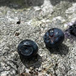 Links Blaubeere (Kreis), rechts Rauschbeere (Stern)