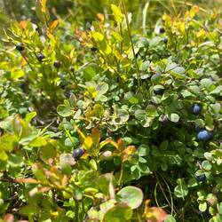 Kleine Beerenkunde: Links mit helleren Blättern Blaubeeren, rechts mit dunklen Blättern Rauschbeeren
