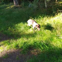 Meine freundliche Wanderbegleitung