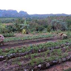 Visit to organic farm.