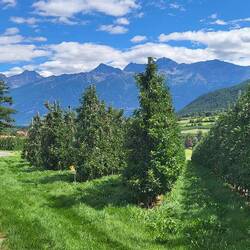 Südtirol: Apfelland