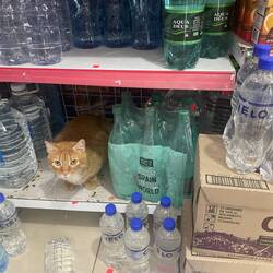 Heutiges Topangebot im Supermarkt