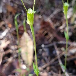Snail orchid