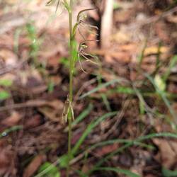 Mosquito orchid