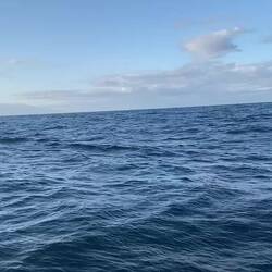 🐋🐋