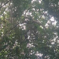 Wir nennen sie Charlie