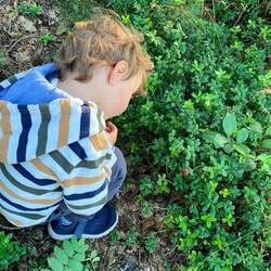 Pepe stiefelt in den Wald und findet Preiselbeeren-geschulter Blick