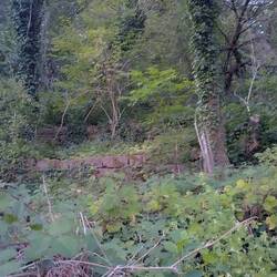 Ehemaliger Weinberg.