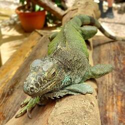 Dieser Leguan wurde angefahren und verlor dabei sein Bein. Jetzt wohnt er beim Iguana Projekt.