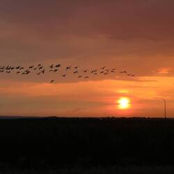 Ein extra für den Kitschfaktor bestellter Vogelschwarm!