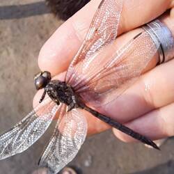Tote Libelle. Ihre rechten Flügel waren im Schlamm versunken.