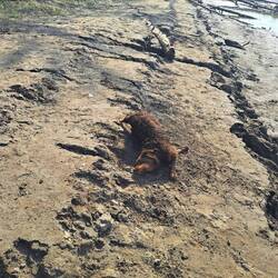 Dobby hat Spaß. Nach jedem Flussbad gab's die Sandrolle