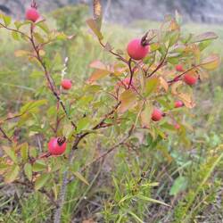 Die Frucht des "Wilde-Rosen-Staates" Kanadas