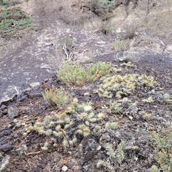 Etwas größere Minikakteen