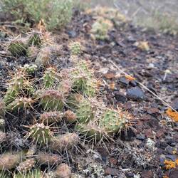 Besagte Mini-Kakteen