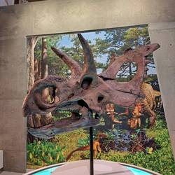 Schädel eines Cenoceratops