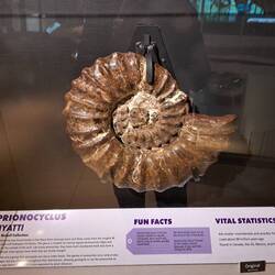 Ein Original‐Ammonit. Riesig, das Teil!