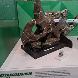 Styracosaurus-Schädel-Fragment. Das Modell daneben ist einfach ein tolles Detail!