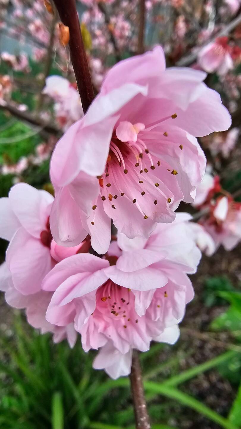 Cherry Blossom