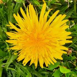 Dandelion