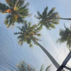 Kokos aus dem Zelt betrachtet