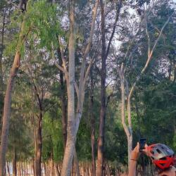 Er post, hat Stil vor der Kamera; Schönes Ding, dass ich der angesagte Affe bin