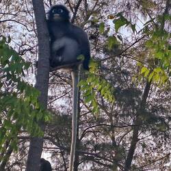 Heller Schwanz, dunkler Kopf, er sieht aus wie 'n junger Gott