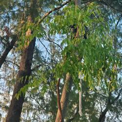 Ich steige auf nen Baum und ihr seht mich nicht (aber den auffälligen Schwanz)