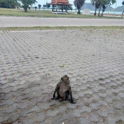 In einer Stadt voll Makaken sind wir der King, alles was wir ham, woll'n sie verschling'n