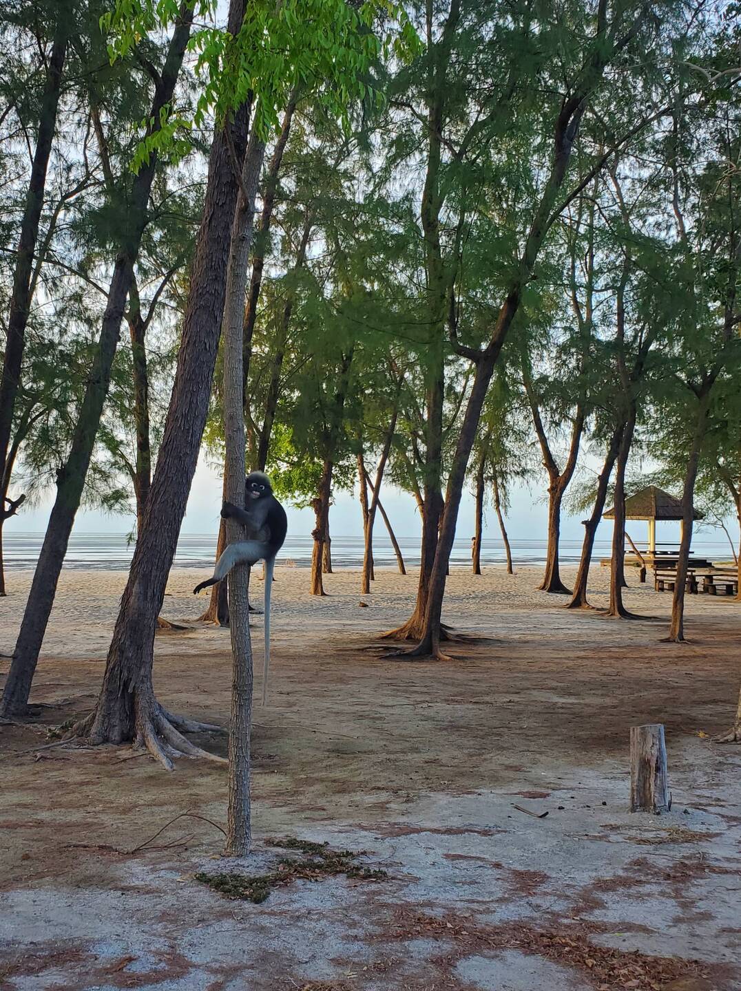 Wir häng'n ab, ham 'n Hammer Tag - 'N paar Primaten und ein langer Sommertag