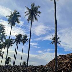 Die Erntehelfer-Affen sind schon weg: Kokosplantagen am Straßenrand